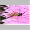 Glypta sp - Schlupfwespe w01d 8mm - Niedringhaussee det06.jpg